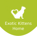 Exotic Kittens Home