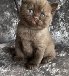 British short hair kitten