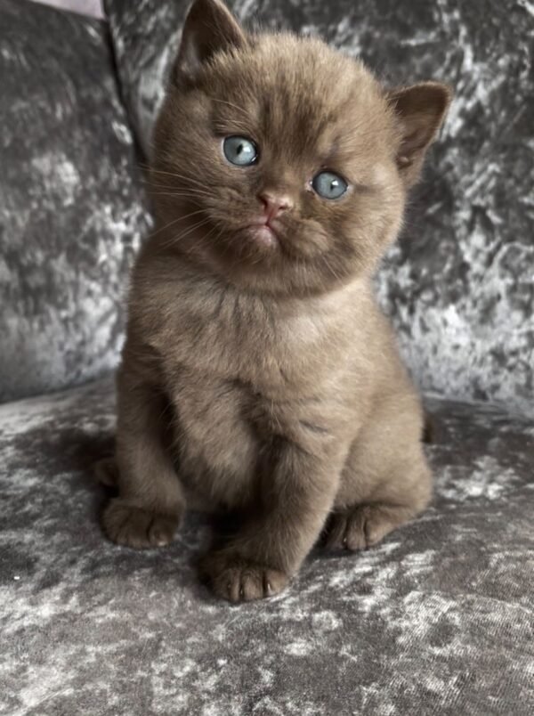 British short hair kitten